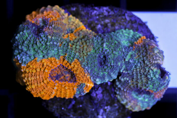 import placeholder for 3063695