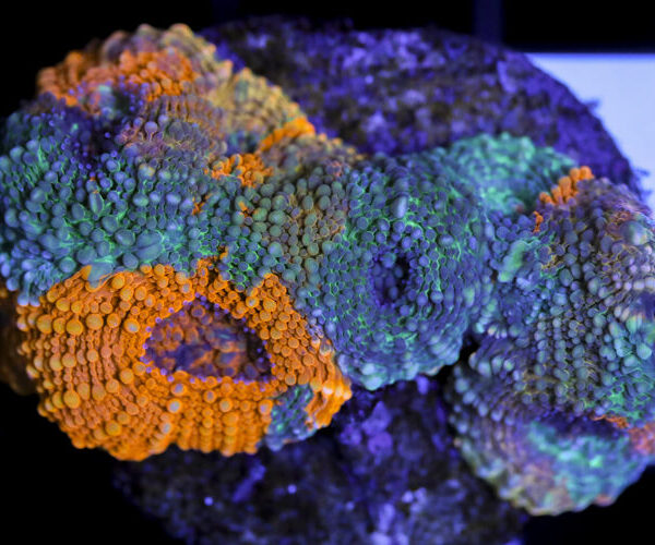 import placeholder for 3063695