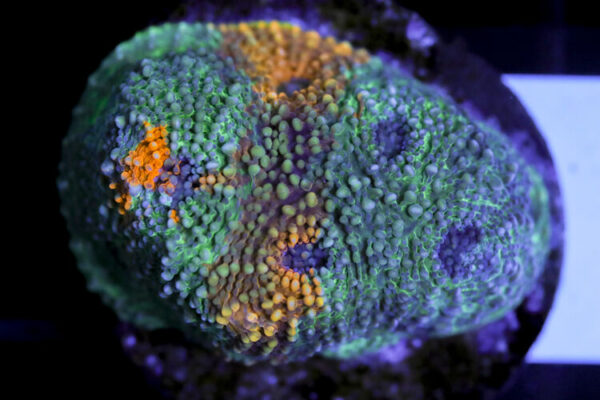 import placeholder for 3063694