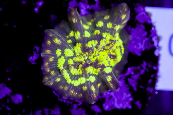 import placeholder for 3063690