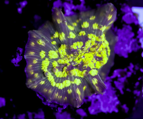 import placeholder for 3063690