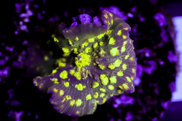 import placeholder for 3063689