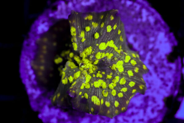 import placeholder for 3063688