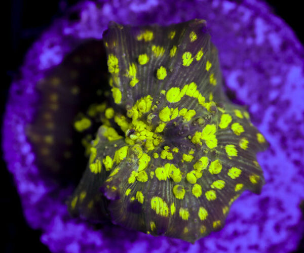 import placeholder for 3063688