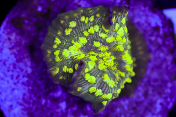 import placeholder for 3063687