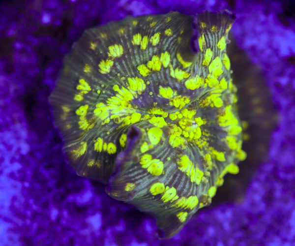 import placeholder for 3063687