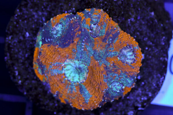 import placeholder for 3063685