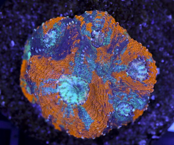 import placeholder for 3063685