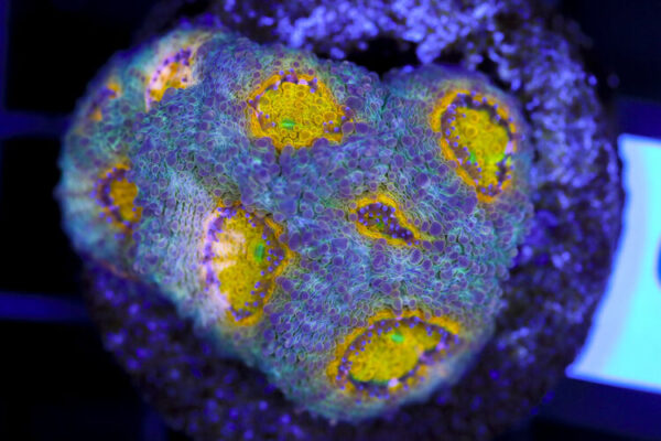 import placeholder for 3063684