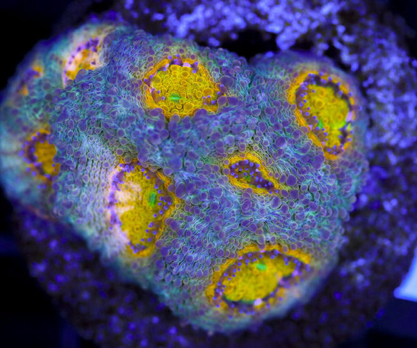 import placeholder for 3063684