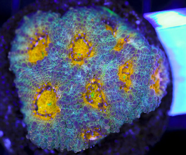 import placeholder for 3063682