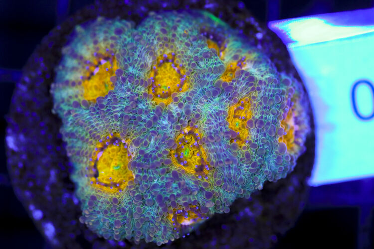 import placeholder for 3063682