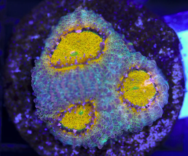 import placeholder for 3063681