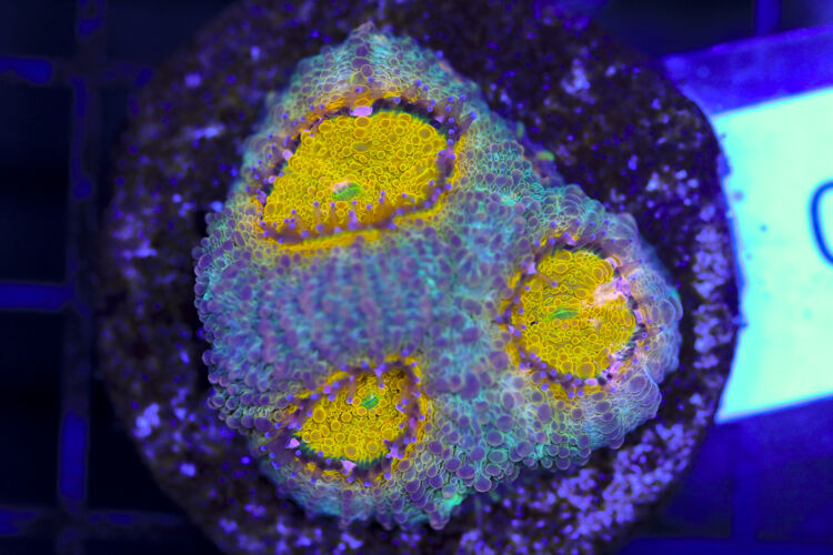 import placeholder for 3063681