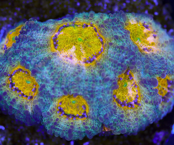 import placeholder for 3063680