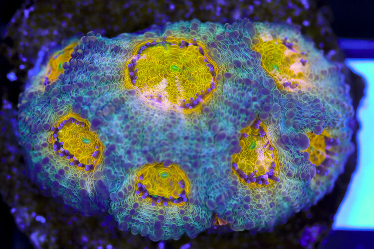 import placeholder for 3063680