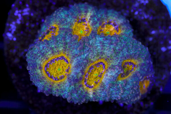 import placeholder for 3063679