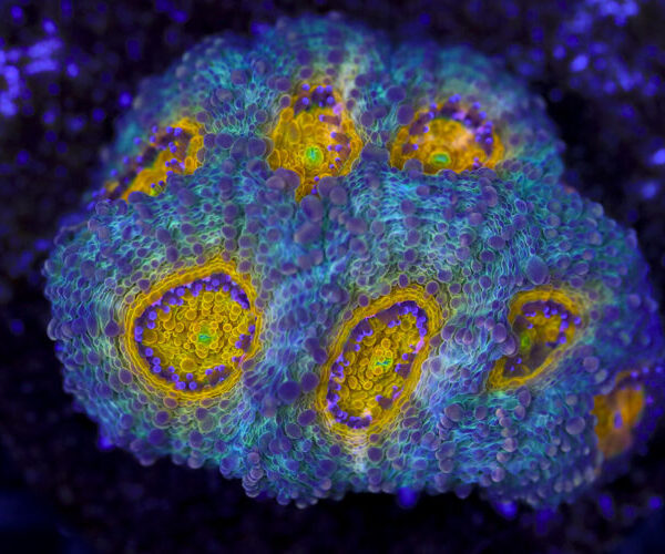 import placeholder for 3063679