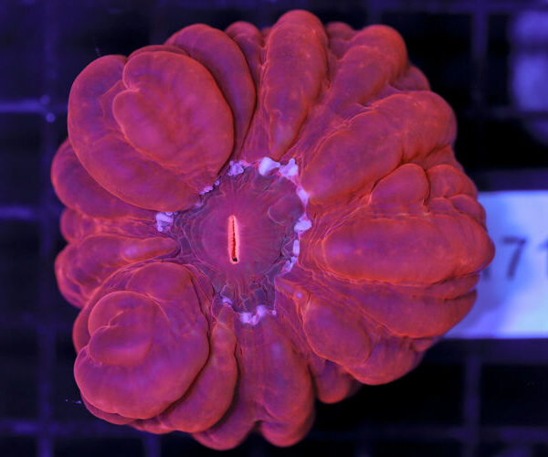 import placeholder for 3063676