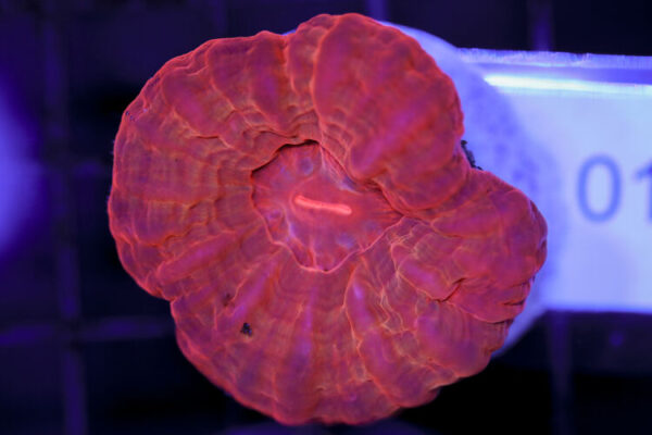 import placeholder for 3063674