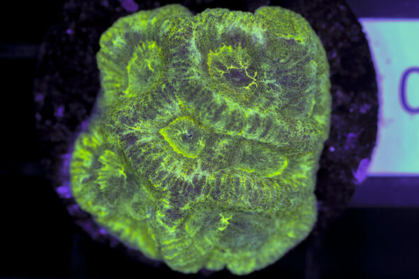 import placeholder for 3063658