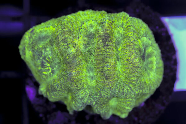 import placeholder for 3063655