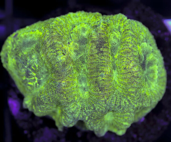 import placeholder for 3063655