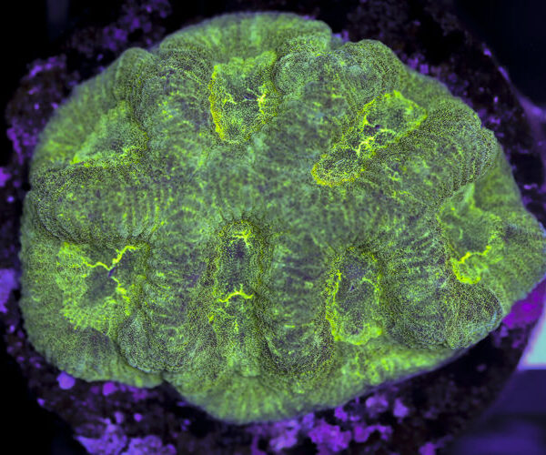 import placeholder for 3063654