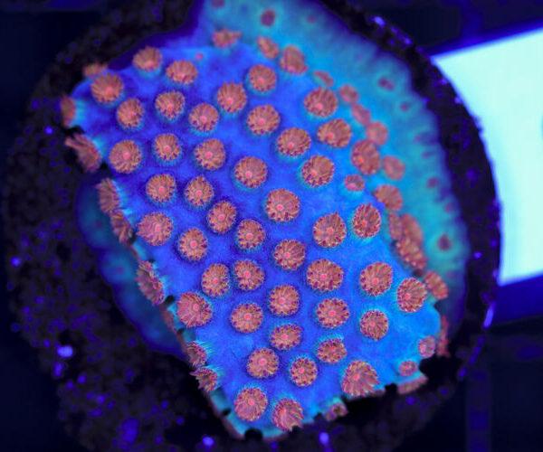 import placeholder for 3063652