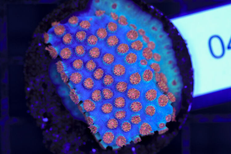 import placeholder for 3063652