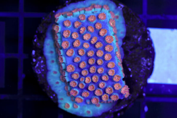 import placeholder for 3063651