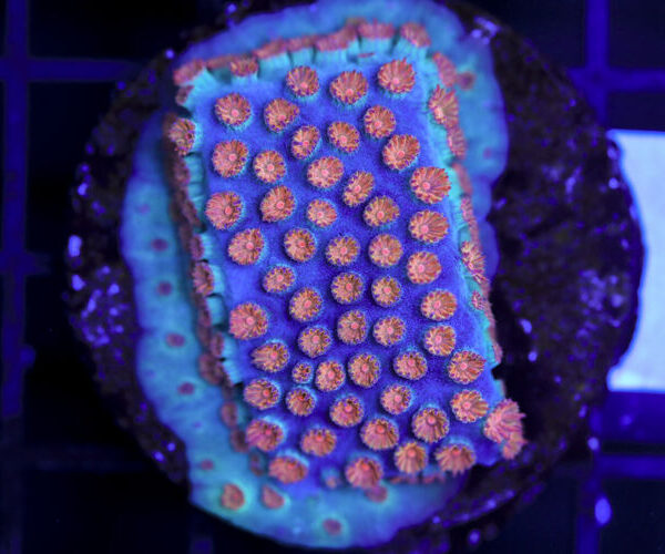 import placeholder for 3063651