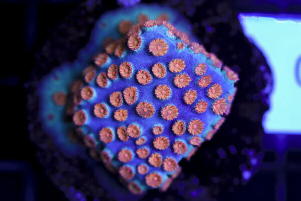 import placeholder for 3063650