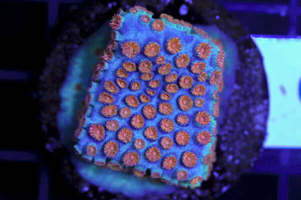 import placeholder for 3063649