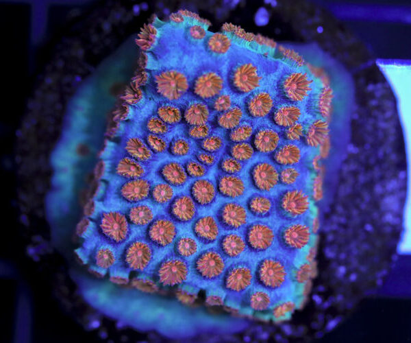 import placeholder for 3063649