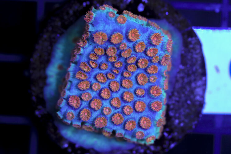 import placeholder for 3063649