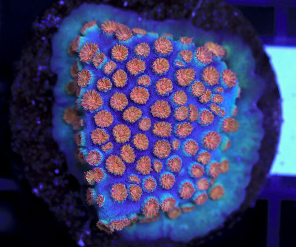 import placeholder for 3063648