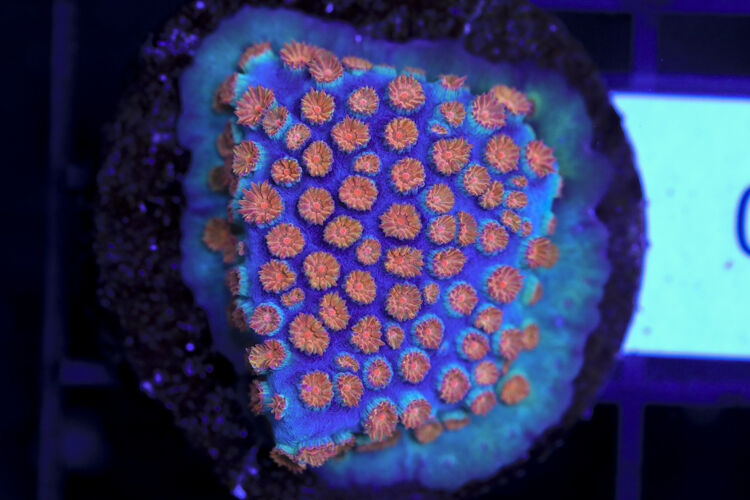 import placeholder for 3063648