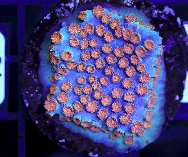 import placeholder for 3063647