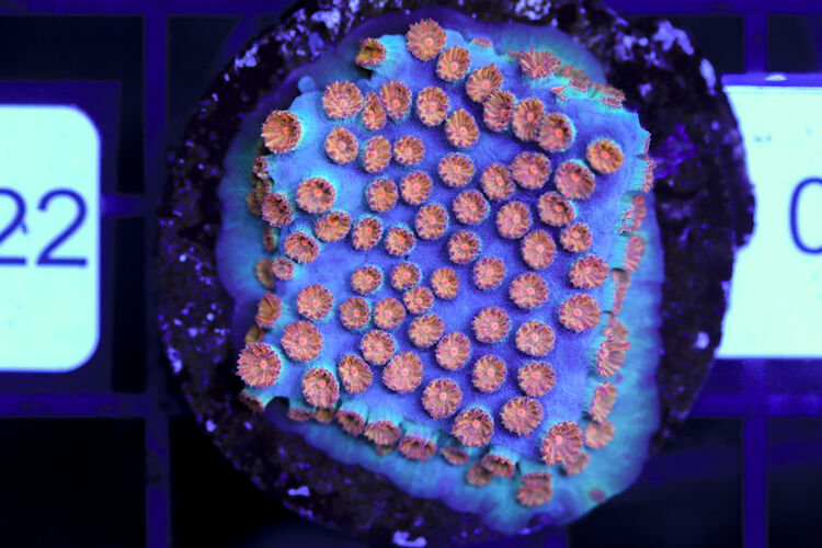 import placeholder for 3063647