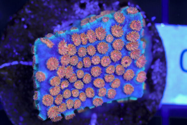 import placeholder for 3063646