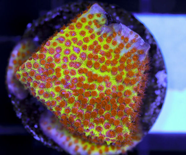 import placeholder for 3063645