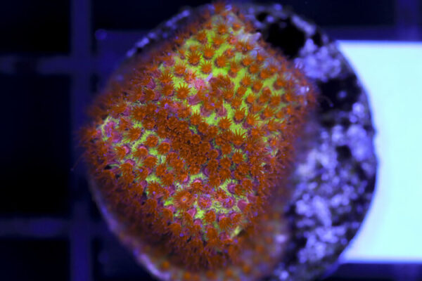 import placeholder for 3063644