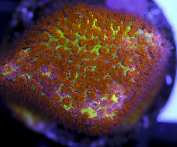 import placeholder for 3063643