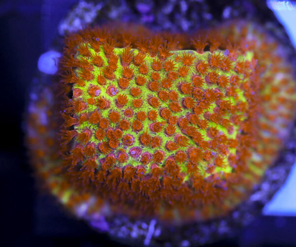 import placeholder for 3063642