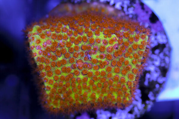 import placeholder for 3063641