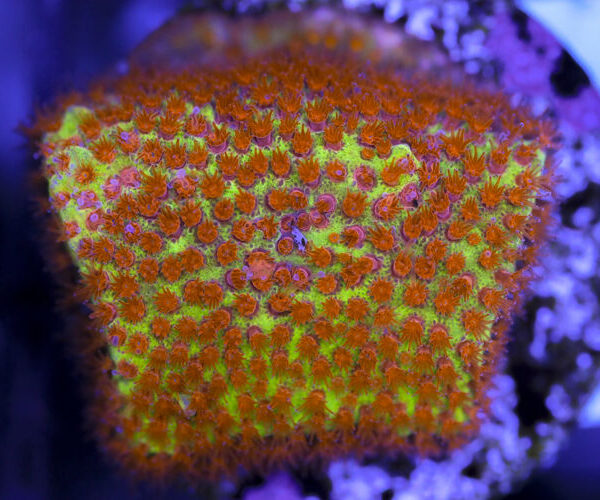 import placeholder for 3063641