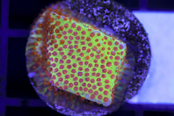 import placeholder for 3063640