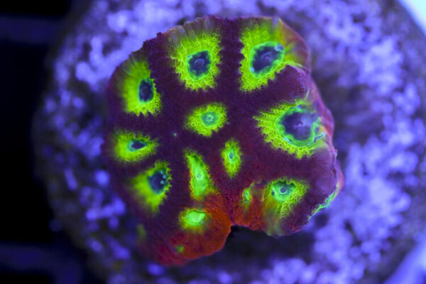 import placeholder for 3063639