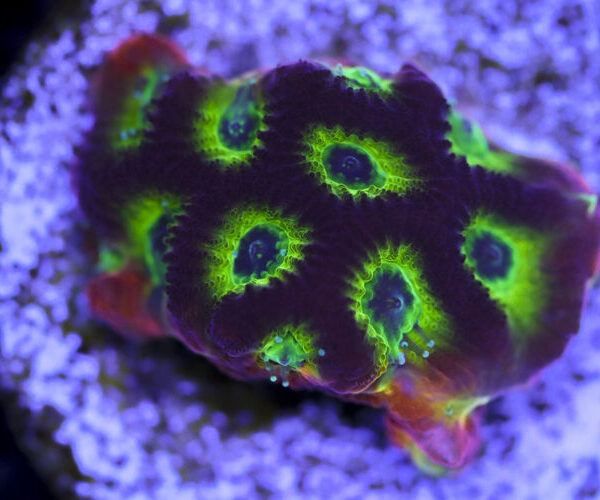 import placeholder for 3063638